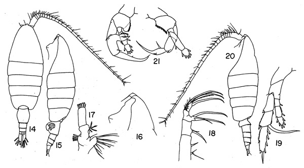 Species Heterorhabdus papilliger - Plate 3 of morphological figures