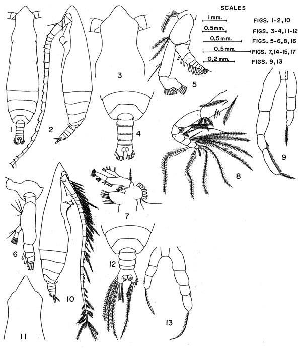 Species Pareucalanus parki - Plate 3 of morphological figures