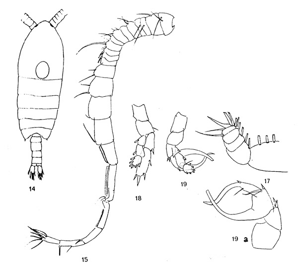 Species Centropages karachiensis - Plate 2 of morphological figures