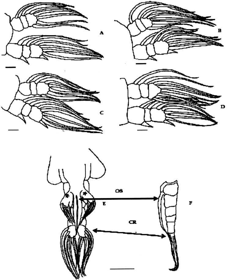 Species Monstrilla sp.2 - Plate 2 of morphological figures