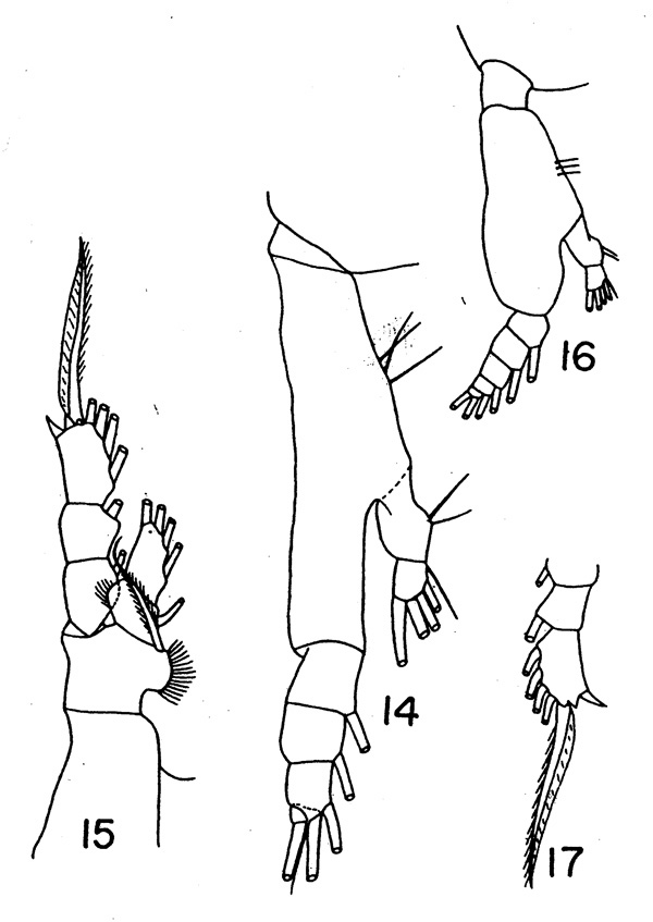 Espce Eucalanus hyalinus - Planche 3 de figures morphologiques