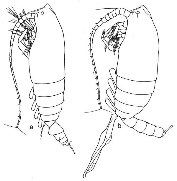 Espèce Scolecocalanus stocki - Planche 1 de figures morphologiques