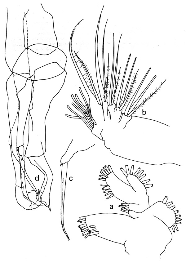 Species Scolecocalanus stocki - Plate 3 of morphological figures