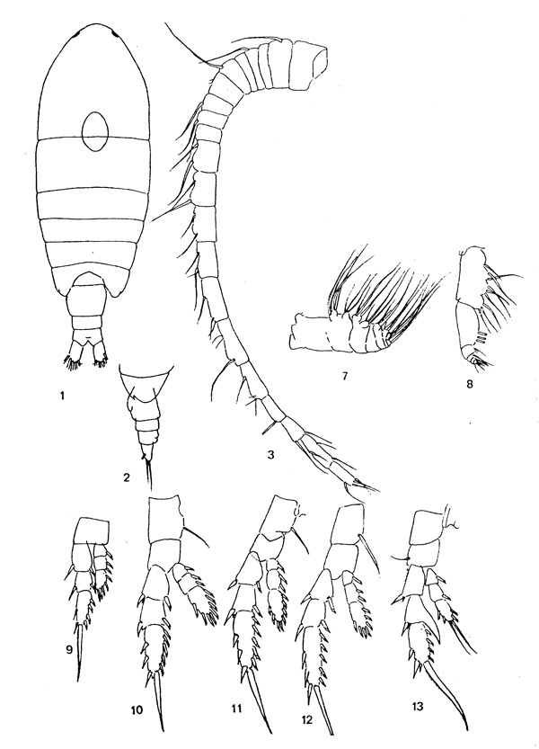 Species Centropages karachiensis - Plate 1 of morphological figures