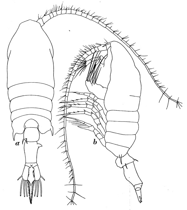 Species Centropages australiensis - Plate 1 of morphological figures