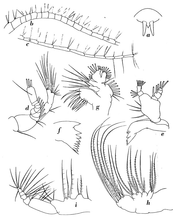 Species Centropages australiensis - Plate 3 of morphological figures