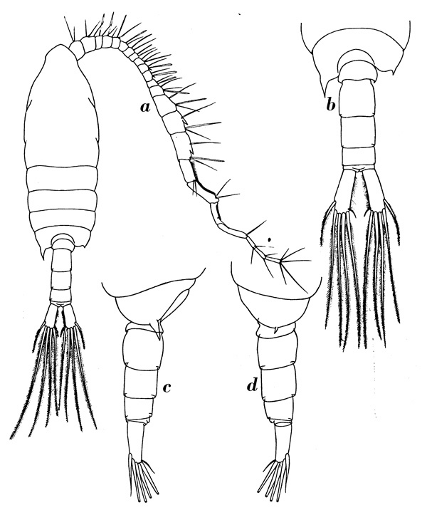 Species Centropages aucklandicus - Plate 7 of morphological figures