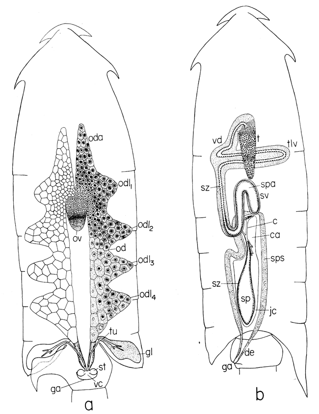Species Epilabidocera longipedata - Plate 17 of morphological figures