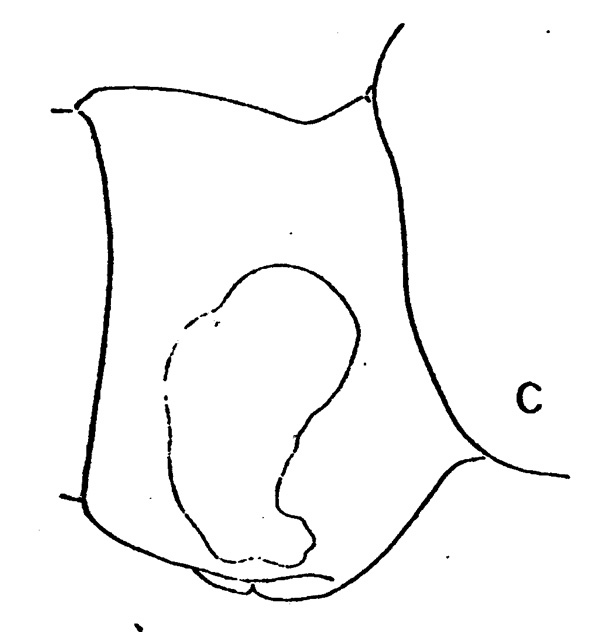 Species Subeucalanus crassus - Plate 3 of morphological figures