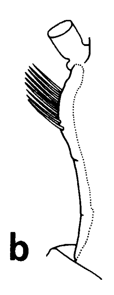 Espce Euchirella pseudotruncata - Planche 11 de figures morphologiques