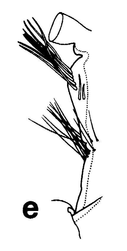 Espèce Euchirella grandicornis - Planche 8 de figures morphologiques