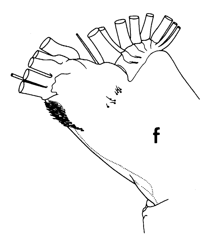Espèce Batheuchaeta lamellata - Planche 11 de figures morphologiques