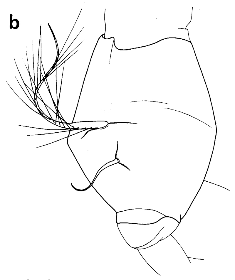Espce Chirundinella magna - Planche 18 de figures morphologiques