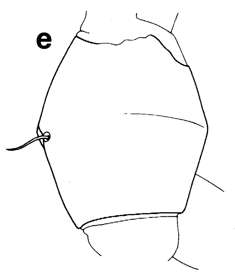 Species Euchirella unispina - Plate 9 of morphological figures