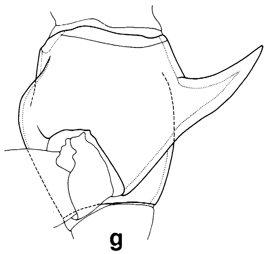 Espce Euchirella amoena - Planche 24 de figures morphologiques