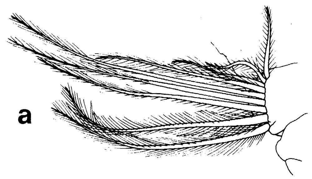Espce Euchirella rostrata - Planche 43 de figures morphologiques