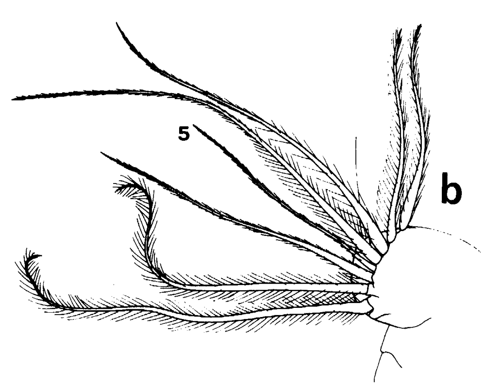 Species Euchirella splendens - Plate 11 of morphological figures