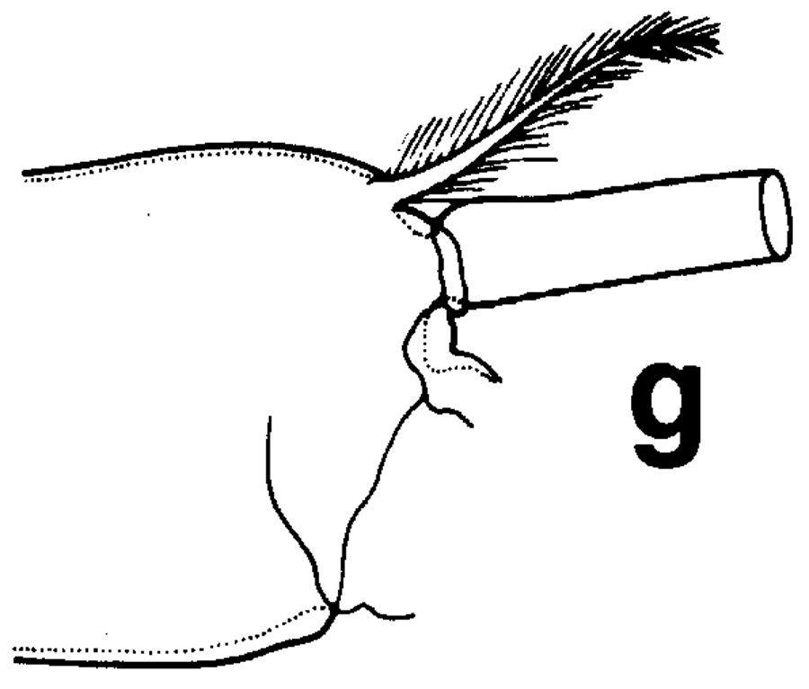 Espce Euchirella amoena - Planche 25 de figures morphologiques