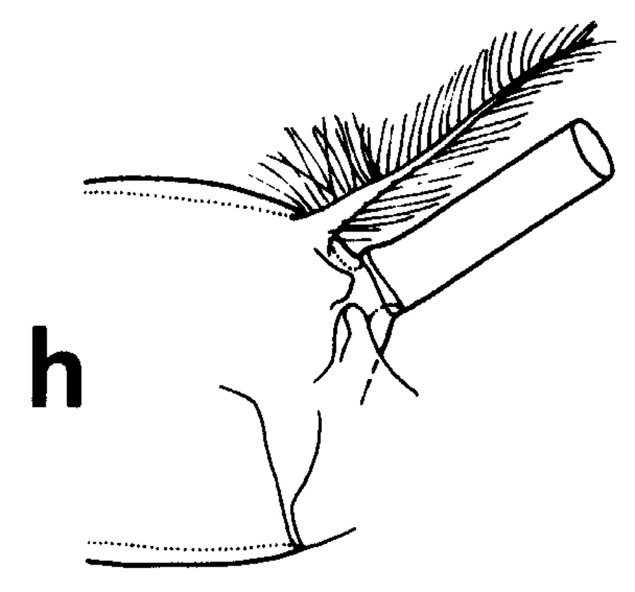 Espèce Euchirella bella - Planche 21 de figures morphologiques