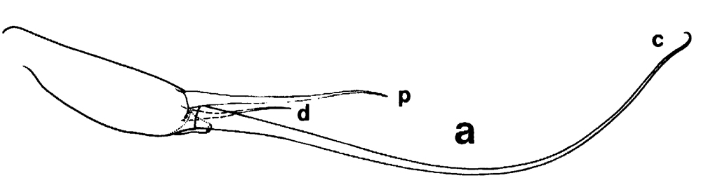 Espce Euchirella curticauda - Planche 35 de figures morphologiques