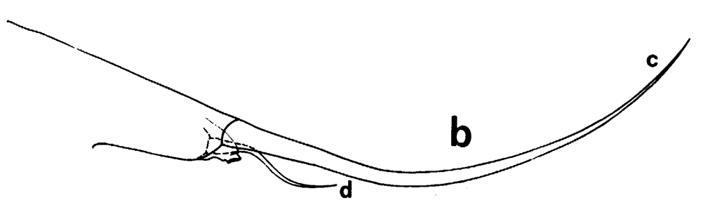 Espce Euchirella amoena - Planche 26 de figures morphologiques