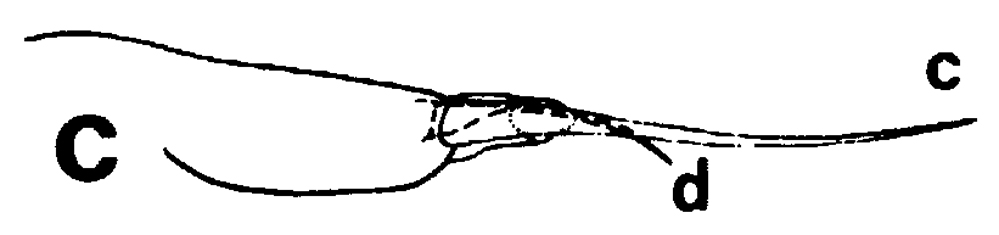 Espèce Euchirella pulchra - Planche 26 de figures morphologiques