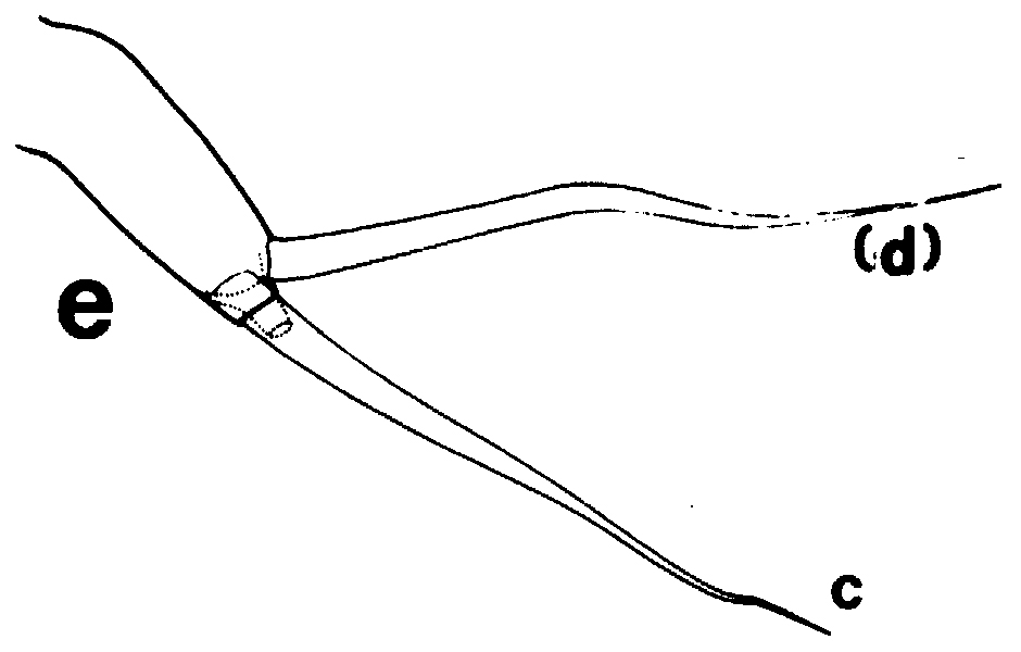 Species Euchirella rostrata - Plate 44 of morphological figures