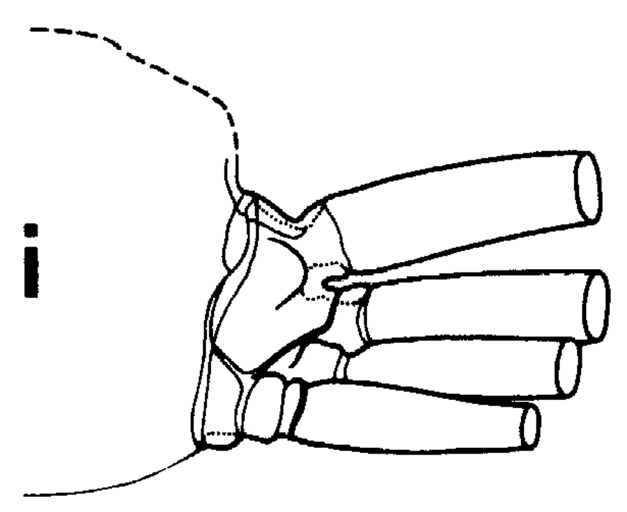 Espce Euchirella formosa - Planche 15 de figures morphologiques
