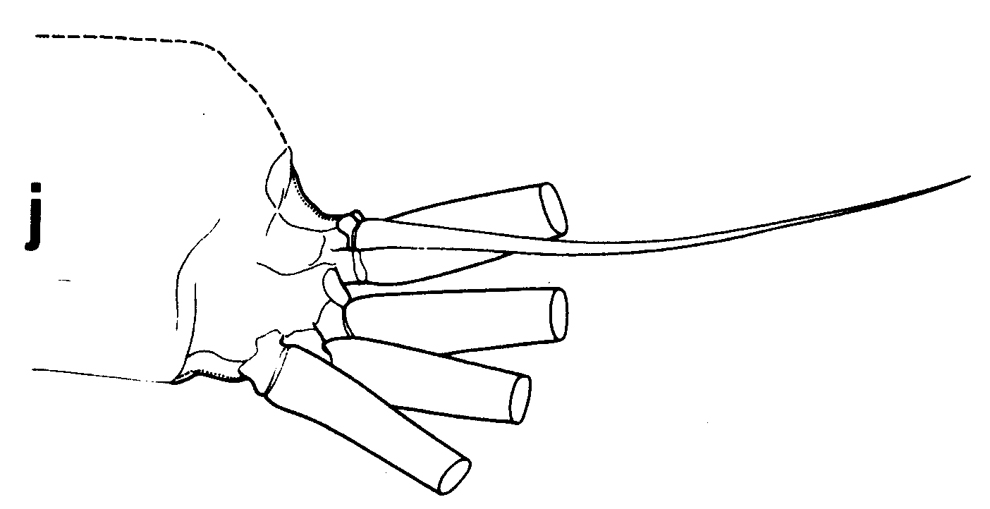 Espce Euchirella truncata - Planche 32 de figures morphologiques