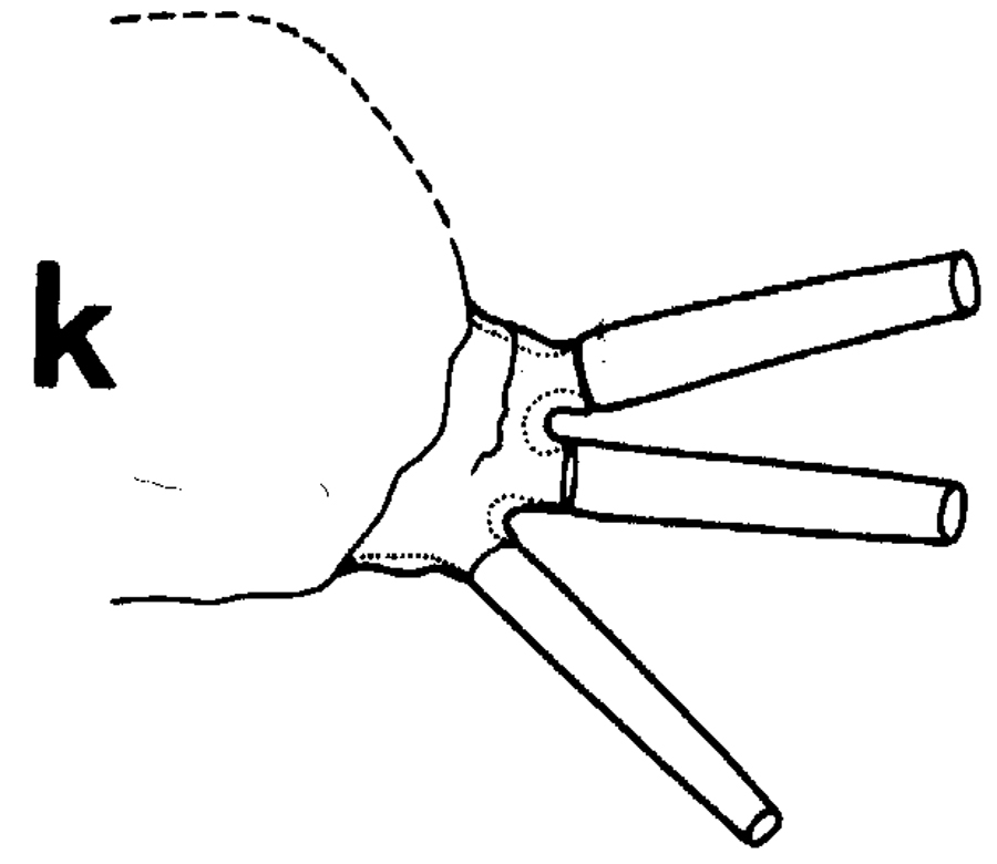 Espce Euchirella rostrata - Planche 45 de figures morphologiques