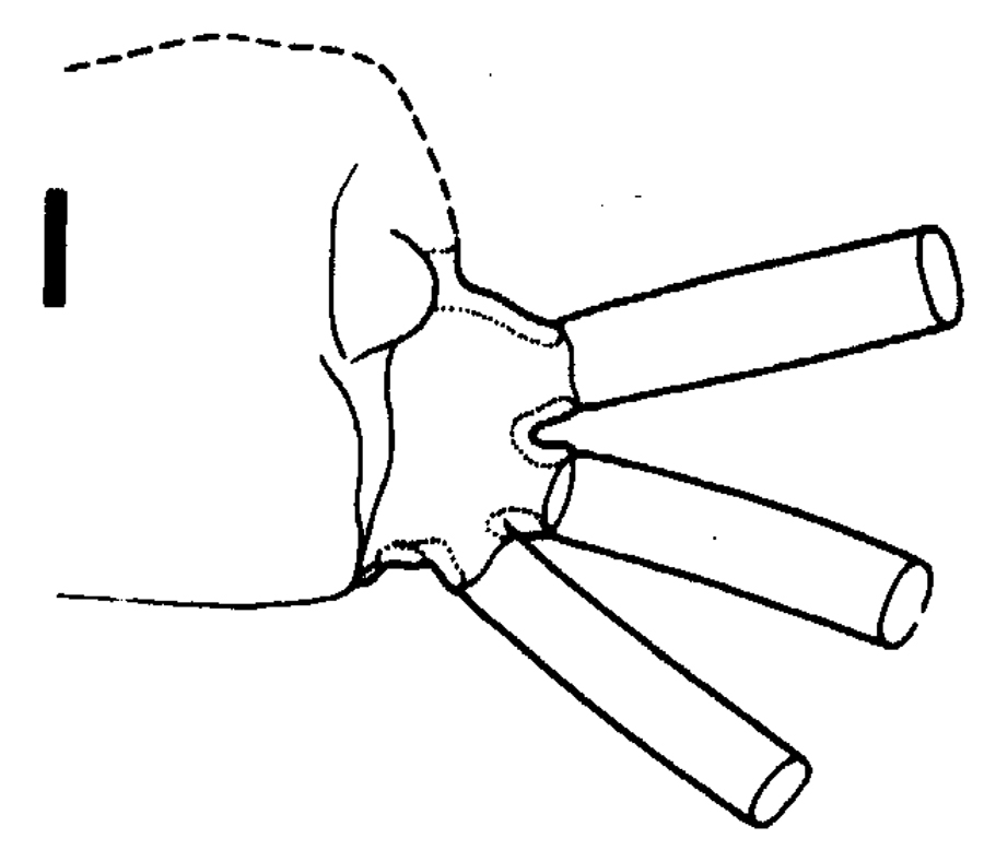 Espce Euchirella curticauda - Planche 36 de figures morphologiques