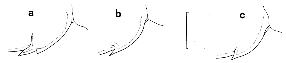 Espce Euchirella curticauda - Planche 31 de figures morphologiques