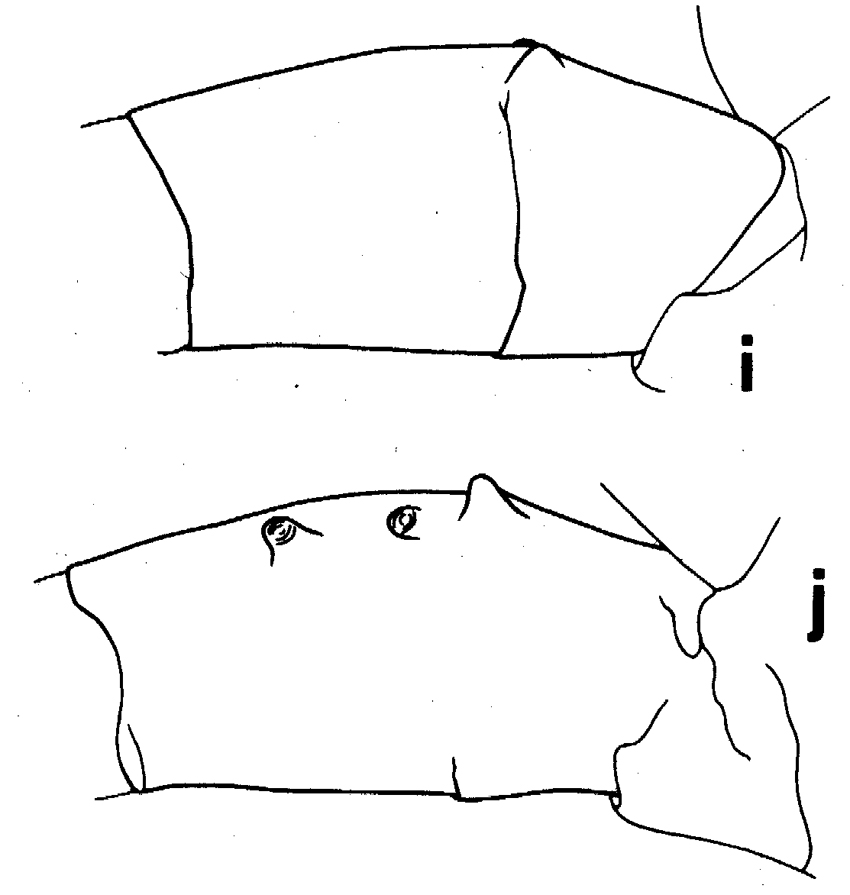 Espce Euchirella maxima - Planche 30 de figures morphologiques