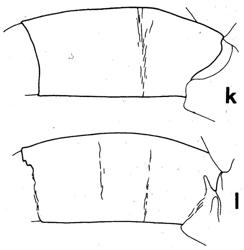 Espce Euchirella venusta - Planche 20 de figures morphologiques