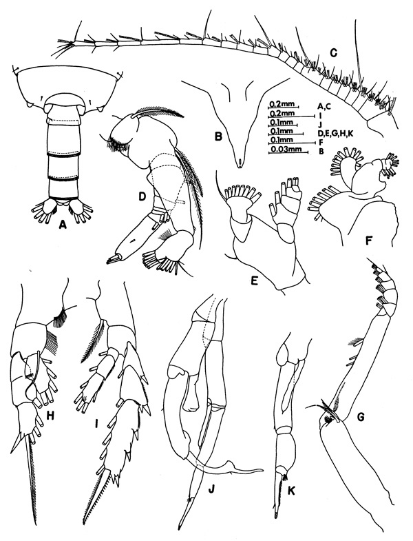 Species Gaetanus minutus - Plate 8 of morphological figures