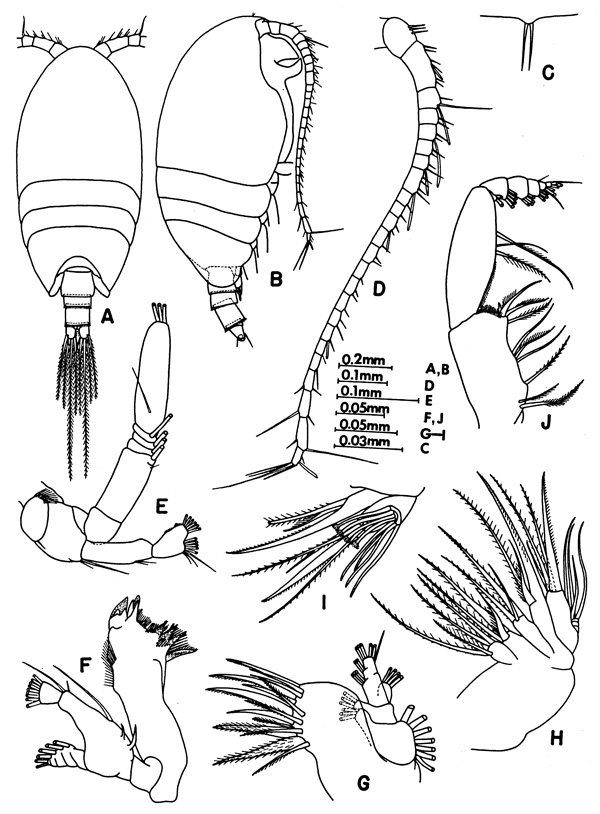 Espce Tharybis fultoni - Planche 1 de figures morphologiques