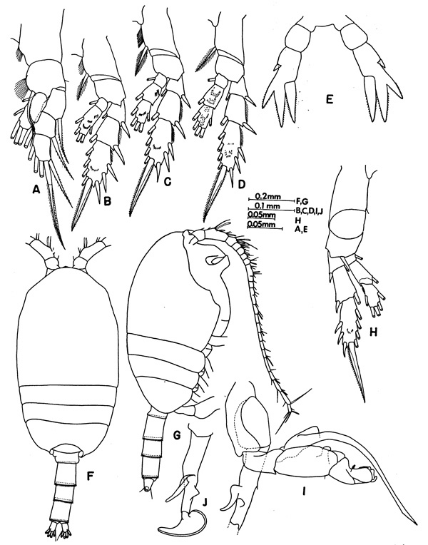 Species Tharybis fultoni - Plate 2 of morphological figures