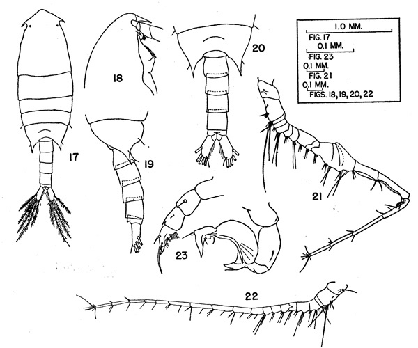Espèce Calanopia sewelli - Planche 2 de figures morphologiques