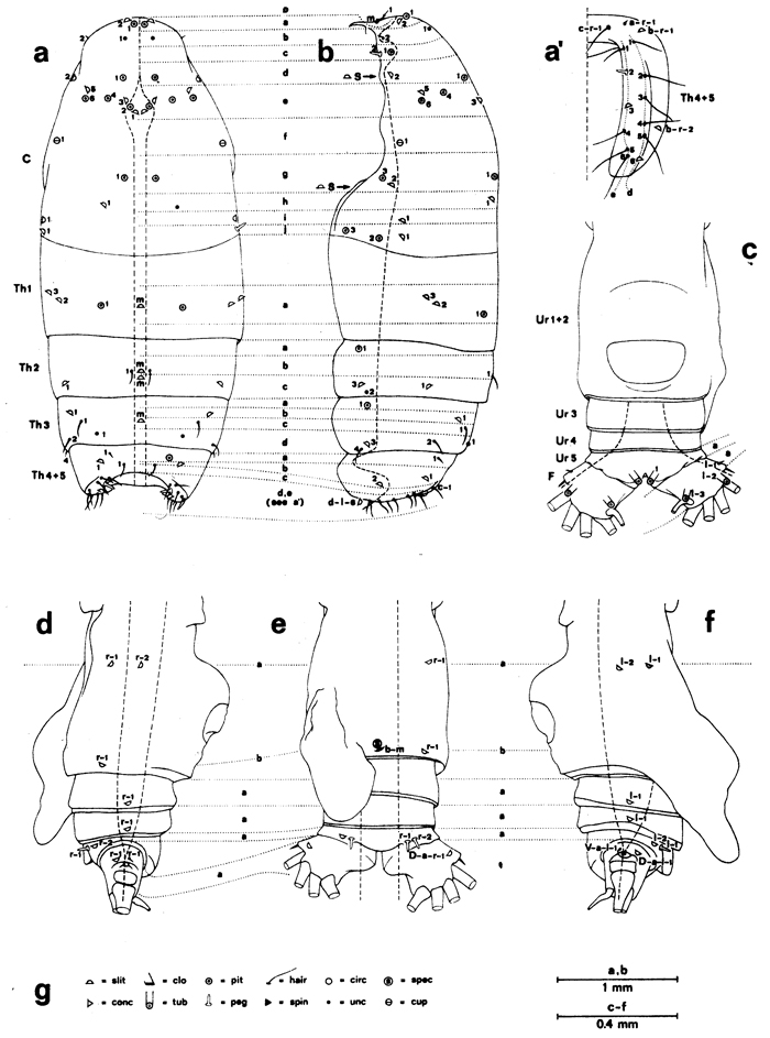 Espce Euchirella messinensis - Planche 77 de figures morphologiques