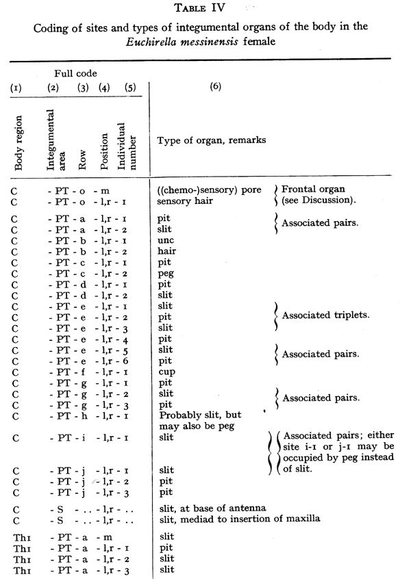 Espèce Euchirella messinensis - Planche 78 de figures morphologiques