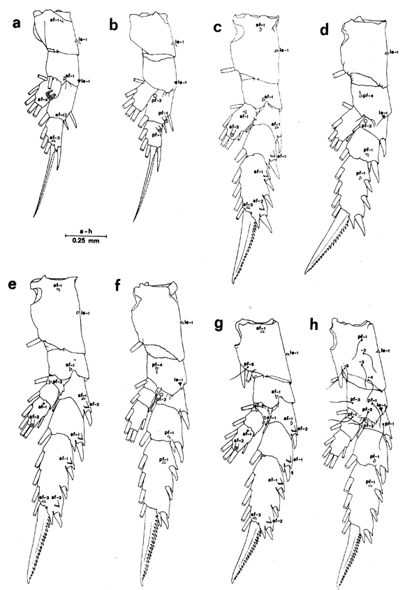 Espce Euchirella messinensis - Planche 83 de figures morphologiques