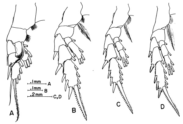 Espèce Bradyidius saanichi - Planche 2 de figures morphologiques