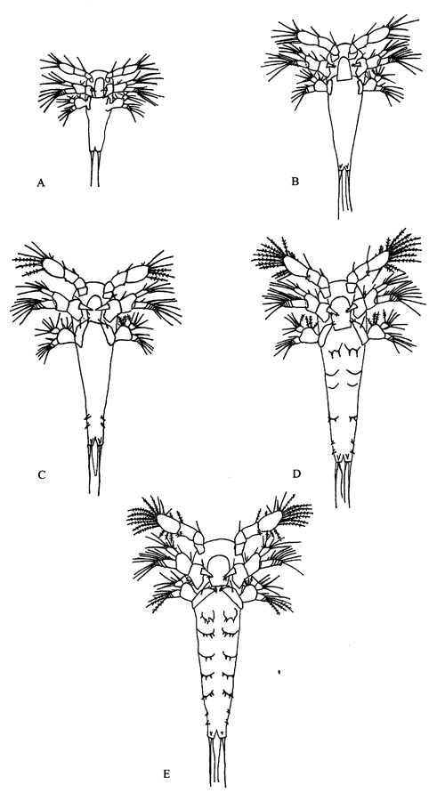 Espèce Rhincalanus nasutus - Planche 32 de figures morphologiques