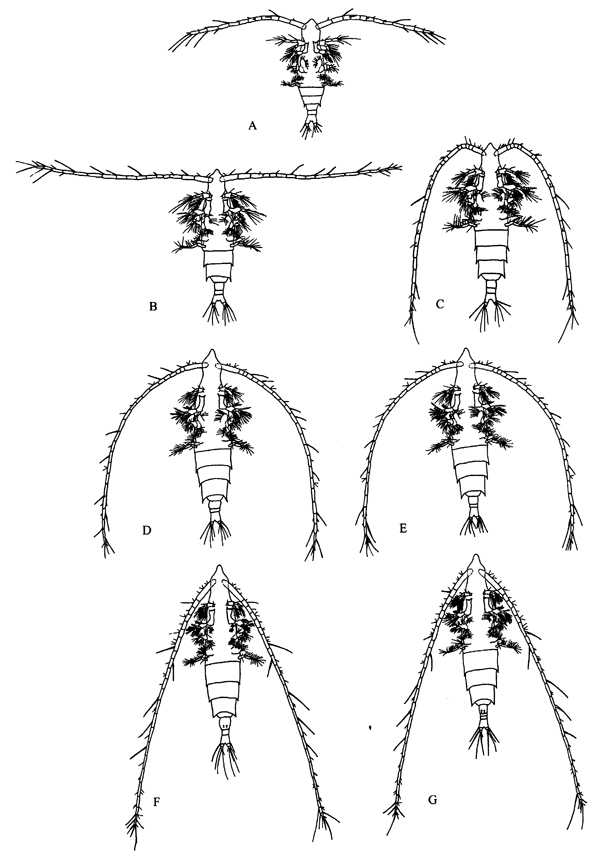 Espèce Rhincalanus nasutus - Planche 33 de figures morphologiques