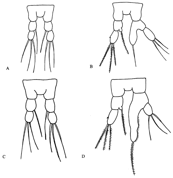 Espce Rhincalanus nasutus - Planche 35 de figures morphologiques