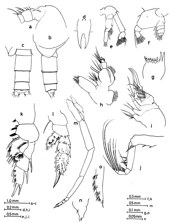 Espèce Cornucalanus indicus - Planche 1 de figures morphologiques