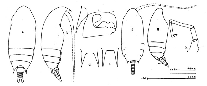 Species Aetideus divergens - Plate 1 of morphological figures