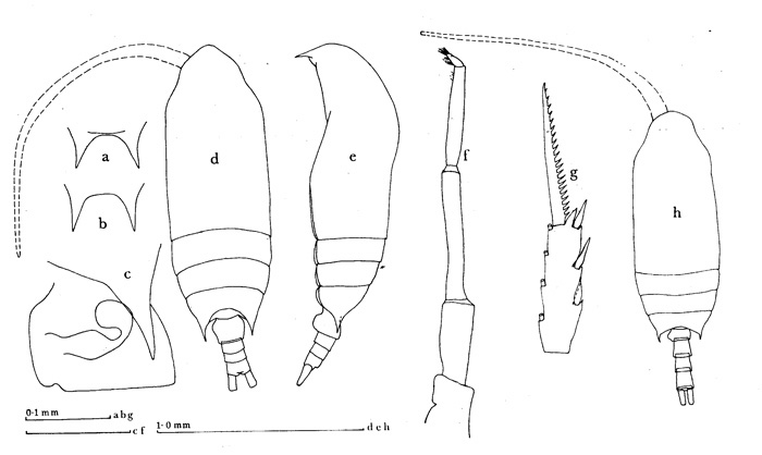 Espce Aetideus truncatus - Planche 1 de figures morphologiques