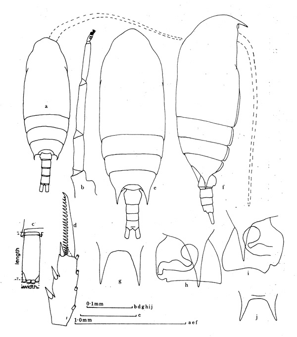 Espce Aetideus armatus - Planche 1 de figures morphologiques