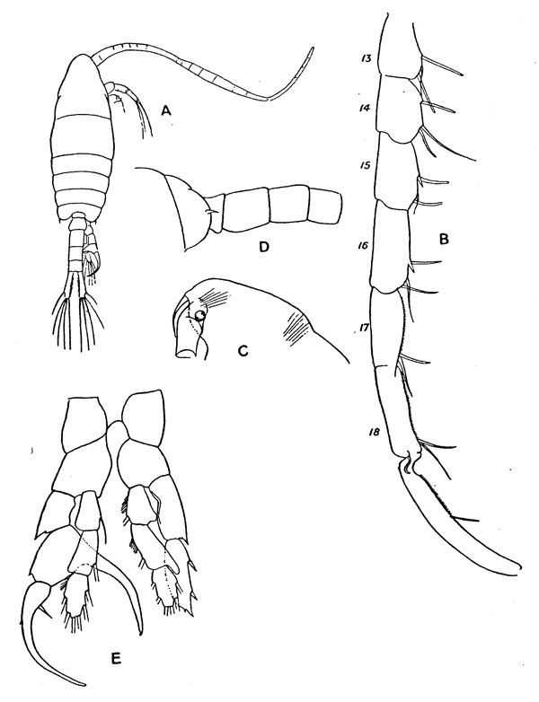 Espèce Centropages ponticus - Planche 1 de figures morphologiques